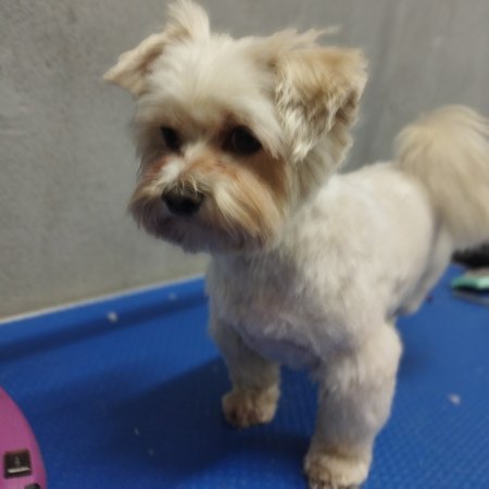 Piesek po pielęgnacji